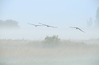 common cranes