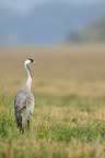 Eurasian crane