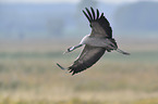 Eurasian crane