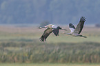 Eurasian cranes