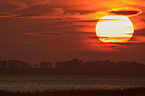 Eurasian cranes