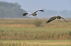 Eurasian cranes