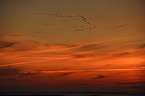 Eurasian cranes
