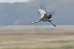 Eurasian crane