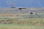 Eurasian cranes