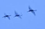 Eurasian cranes