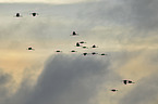 Eurasian cranes