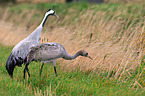 Eurasian cranes