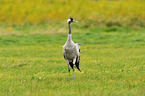 Eurasian crane