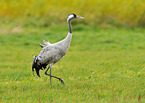 Eurasian crane
