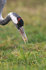 Eurasian crane