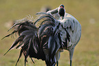 Eurasian crane