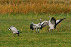Eurasian cranes