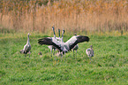 Eurasian cranes
