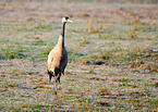 Eurasian crane