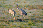 Eurasian cranes