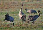 Eurasian cranes