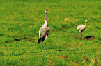 Eurasian cranes