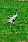Eurasian crane
