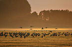 Eurasian cranes