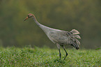 Eurasian crane