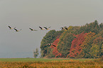 Eurasian cranes