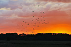 Eurasian cranes