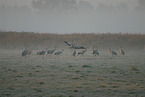 Eurasian cranes