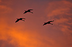 Eurasian cranes