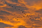 Eurasian cranes