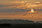 Eurasian cranes