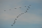 Eurasian cranes