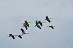 Eurasian cranes