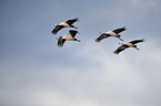 Eurasian cranes
