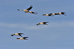 Eurasian cranes