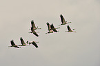 Eurasian cranes