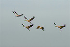 Eurasian cranes