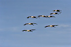 Eurasian cranes