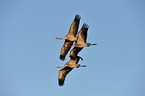 Eurasian cranes