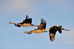 Eurasian cranes