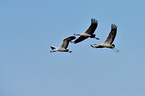 Eurasian cranes