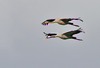 Eurasian cranes