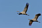 Eurasian cranes