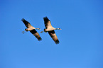 Eurasian cranes
