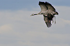 Eurasian cranes