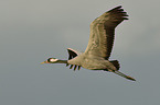 Eurasian crane