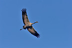 Eurasian cranes