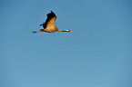 Eurasian crane
