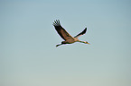 Eurasian crane