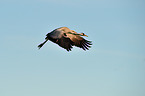 Eurasian crane
